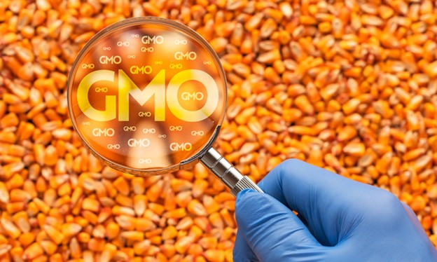 A brief look at genetically modified food