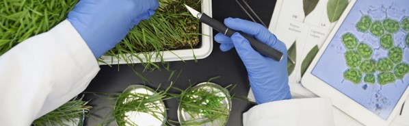 Biotechnology in food & energy sustainability to mitigate environmental issues.